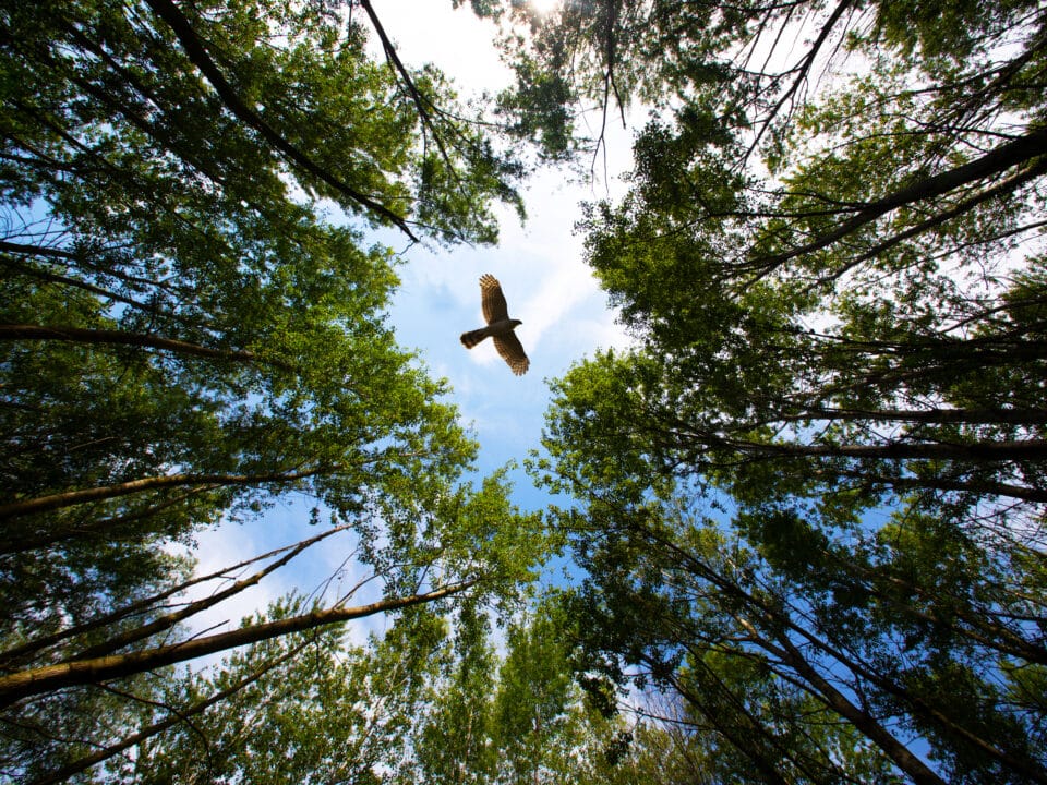 aller vers une livraison verte pour limiter ses impacts environnementaux